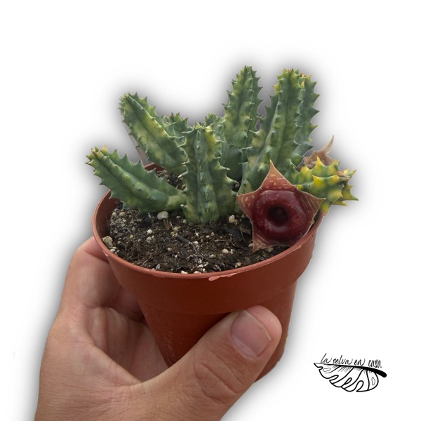 Huernia zebrina variegata MEDIUM