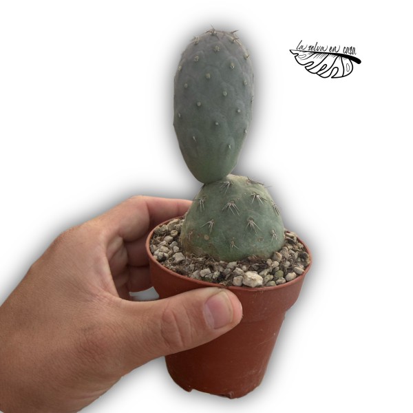 Tephrocactus geometricus