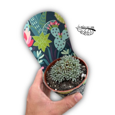 Delosperma sphalmanthoides MEDIUM