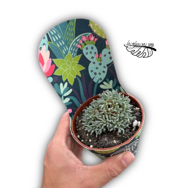 Delosperma sphalmanthoides MEDIUM