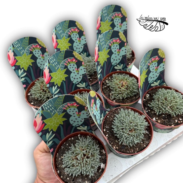 Delosperma sphalmanthoides MEDIUM
