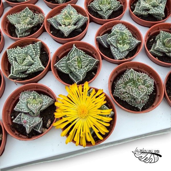 Faucaria felina MINI