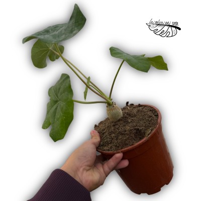 Jatropha podagrica LARGE