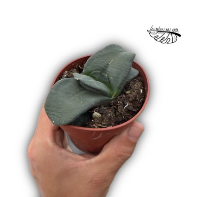 Gasteria nitida var. armstrongii MEDIUM
