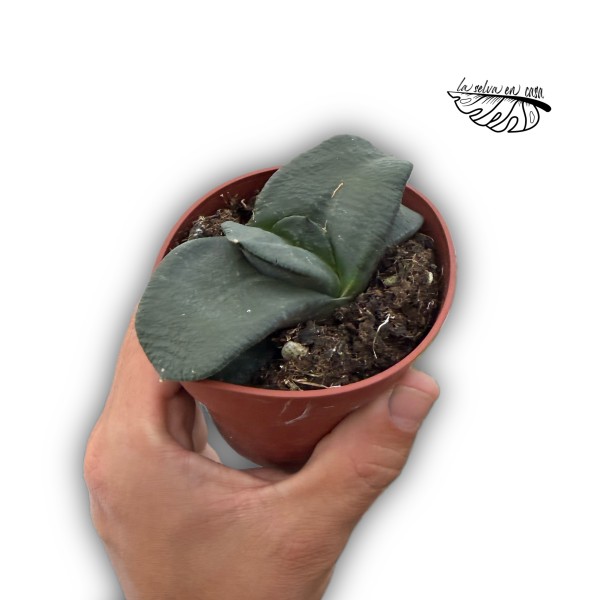 Gasteria nitida var. armstrongii MEDIUM