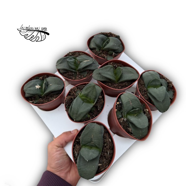 Gasteria nitida var. armstrongii MEDIUM