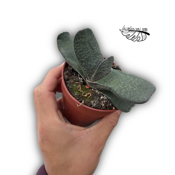 Gasteria carinata MEDIUM