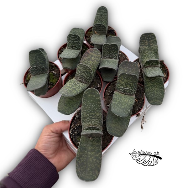 Gasteria carinata MEDIUM