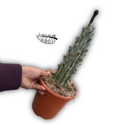 Stenocereus beneckei XLARGE