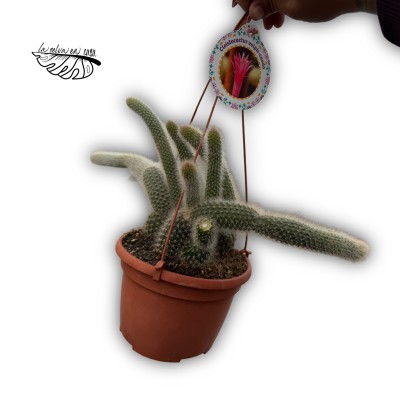 Cleistocactus vulpis Cola de zorro LARGE