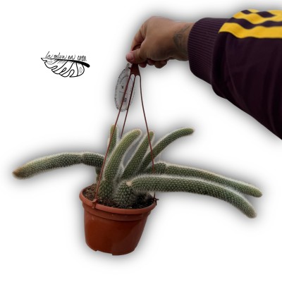 Cleistocactus vulpis Cola de zorro LARGE 2
