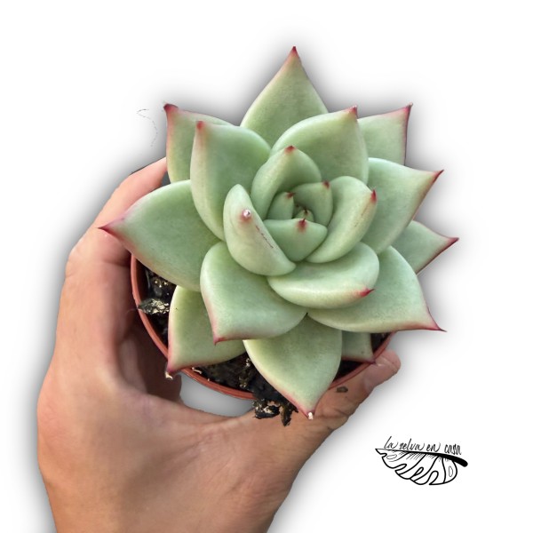 Echeveria agavoides MEDIUM