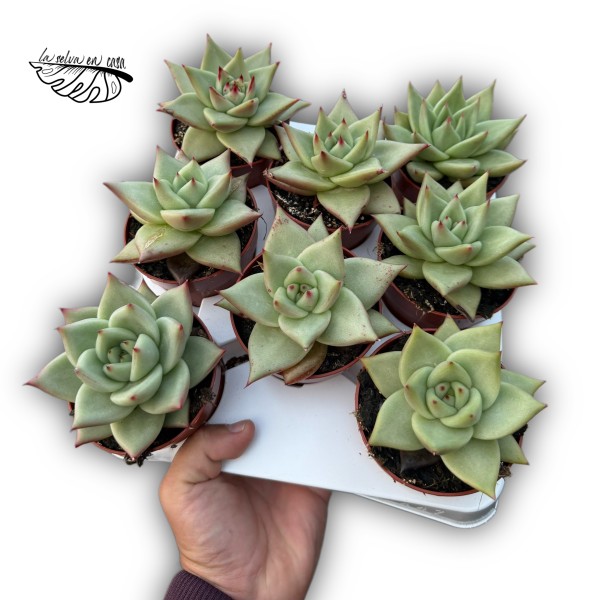 Echeveria agavoides MEDIUM