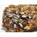 Poecilotheria miranda