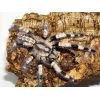 Poecilotheria miranda