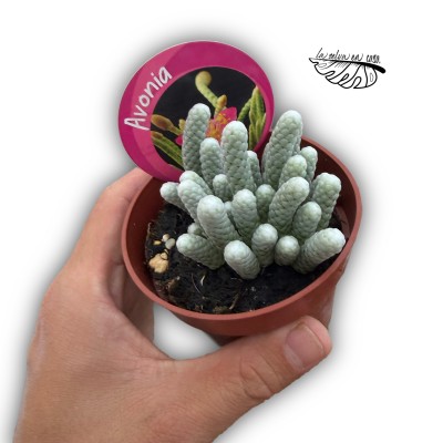 Avonia Papyracea