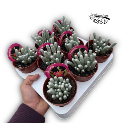 Avonia Papyracea 2