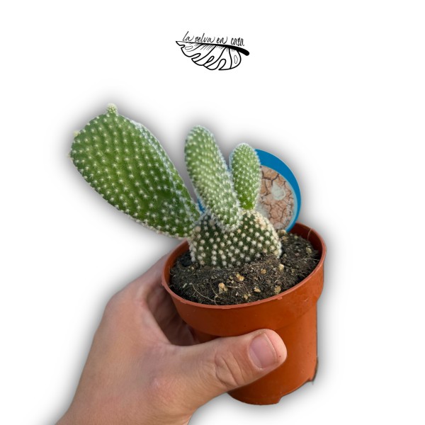 Opuntia microdasys MEDIUM