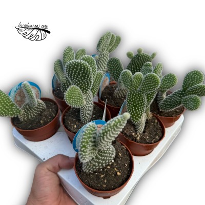Opuntia microdasys MEDIUM 2
