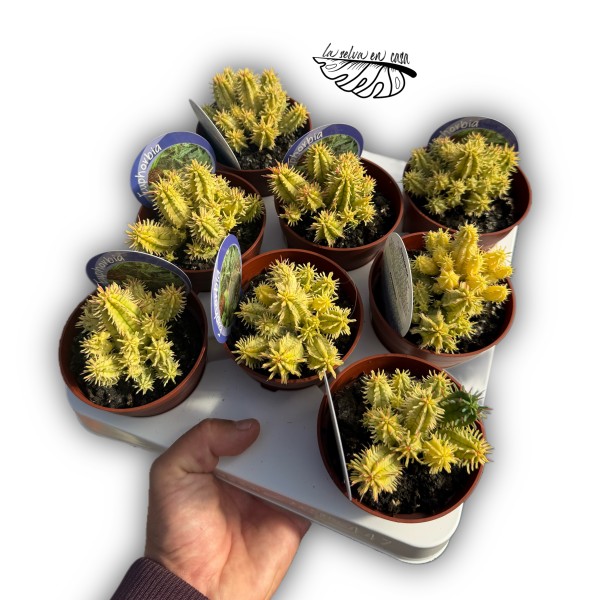 Euphorbia aggregata variegata MEDIUM