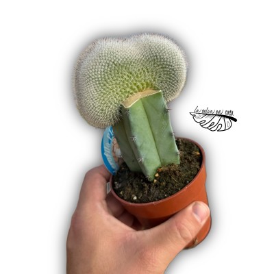 Injerto Mammillaria haageana f. cristata MEDIUM