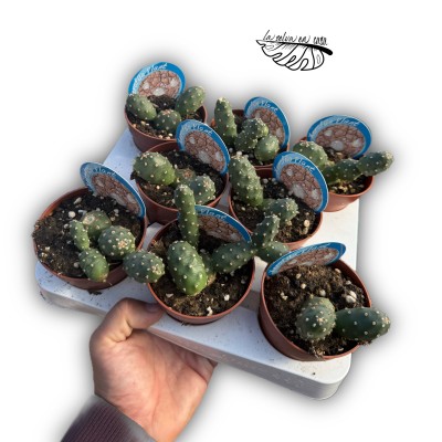 Opuntia fragilis var. denudata MEDIUM 2