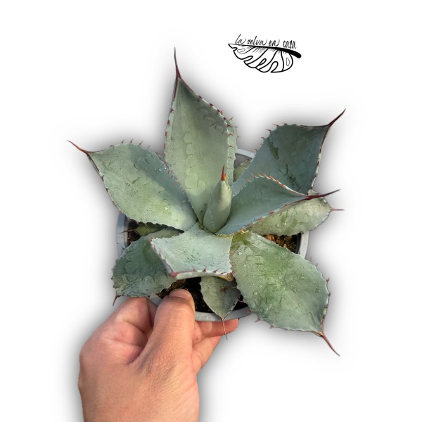 Agave parrasana LARGE