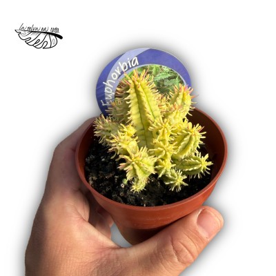 Euphorbia aggregata variegata MEDIUM