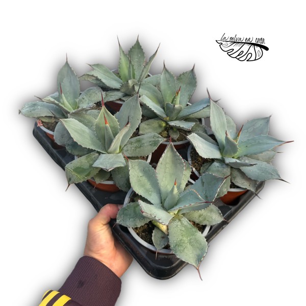 Agave parrasana LARGE