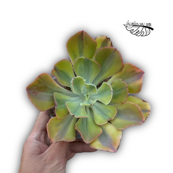Echeveria Enfant Variegata LARGE