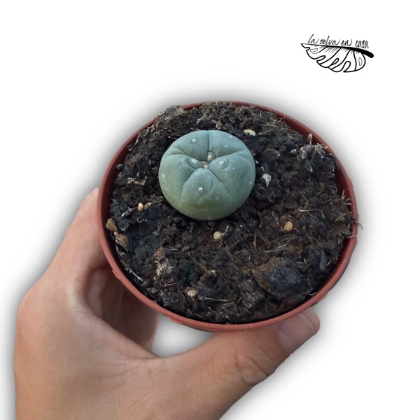Lophophora williamsii MEDIUM