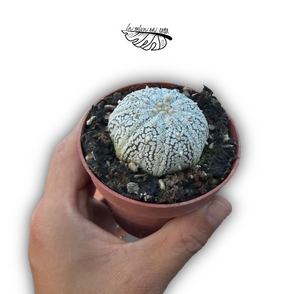 Astrophytum Asterias Super Kabuto