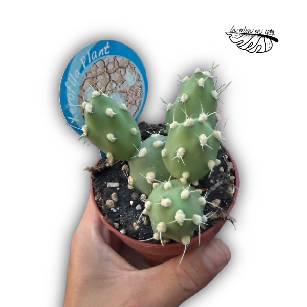 Cumulopuntia zehnderi MEDIUM