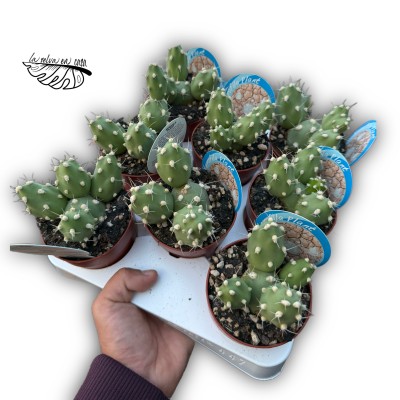Cumulopuntia zehnderi MEDIUM 2