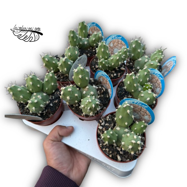 Cumulopuntia zehnderi MEDIUM