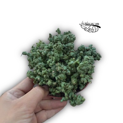 Euphorbia sp. nova f. monstrosa/crestata LARGE