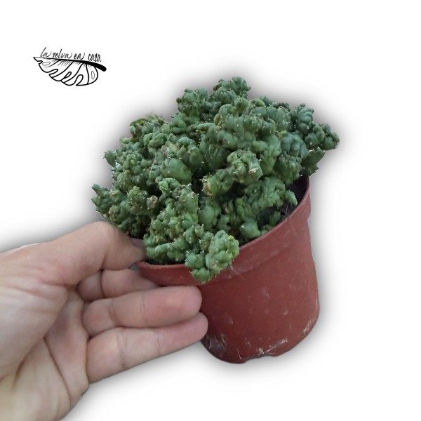 Euphorbia sp. nova f. monstrosa/crestata LARGE