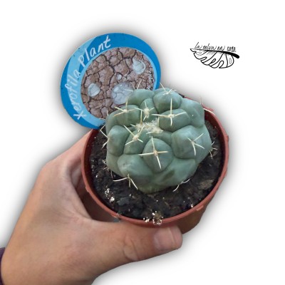 Thelocactus rinconensis MEDIUM