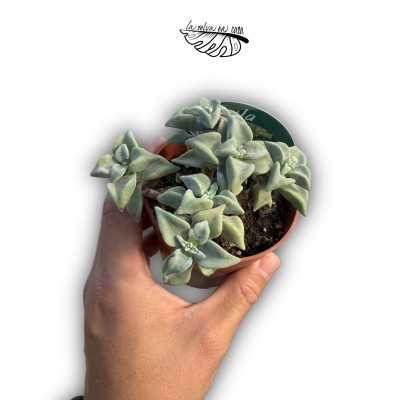 Crassula deltoidea MEDIUM