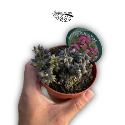 Anacampseros rufescens MEDIUM