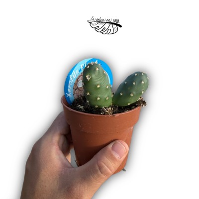 Opuntia fragilis var. denudata MEDIUM