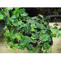 Ficus montana 2