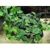 Ficus montana
