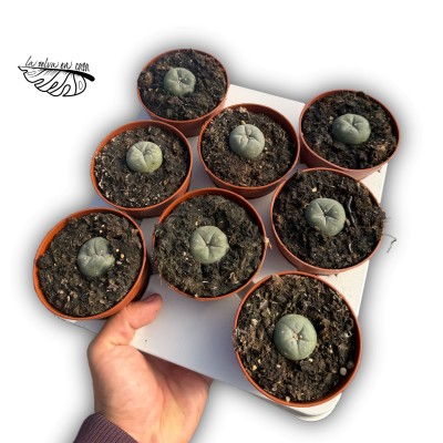 Lophophora williamsii MEDIUM 2