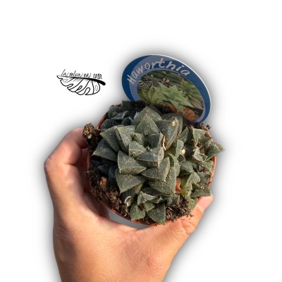 Haworthia turgida hibrido 1 MEDIUM