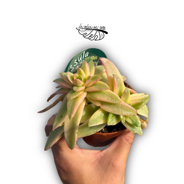 Crassula capitella variegata (form) MEDIUM