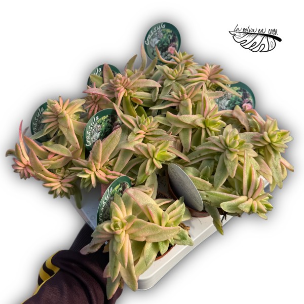 Crassula capitella variegata (form) MEDIUM