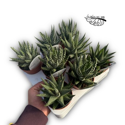 Haworthia pumila MEDIUM 2