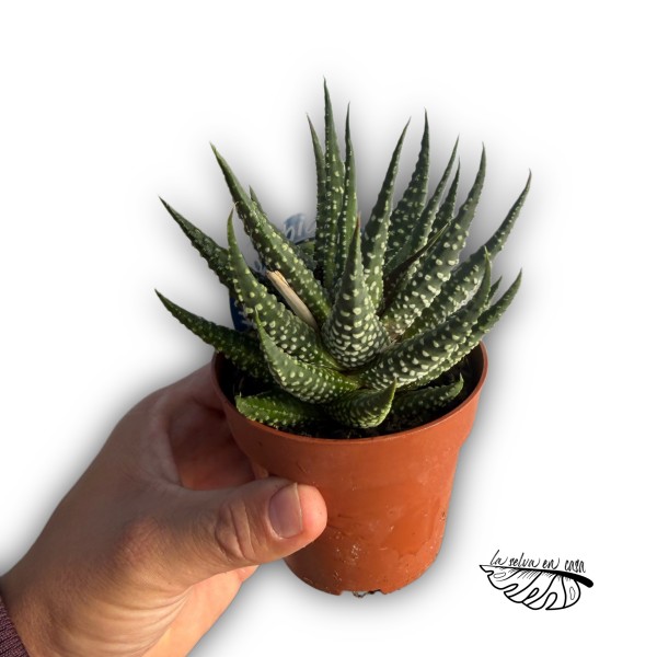 Haworthia pumila MEDIUM