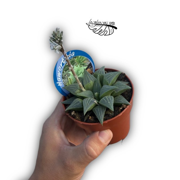 Haworthia turgida hibrido 2 MEDIUM
